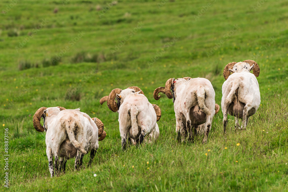 Fototapeta premium Sheep and lambs in the grasslands, Scotland