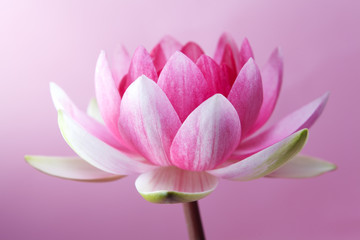 Papier peint photo Fleur de lotus Nénuphar et lotus en étang  © vetre