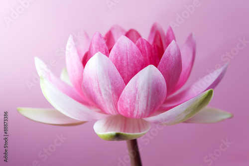 Fototapeta Naklejka Na Ścianę i Meble -  Water lily, lotus