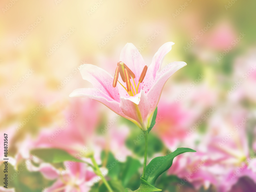 pink lily flower on the nature, light leak added