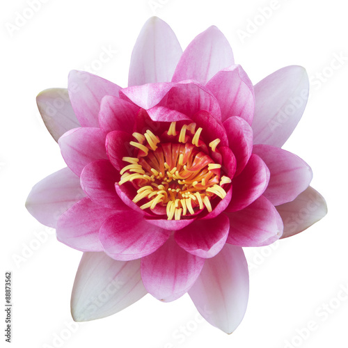 Pink Lotus Flower isolated on white