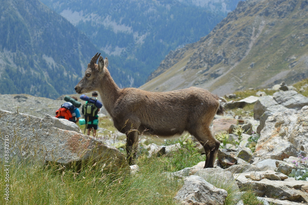 Bouquetin devant des randonneurs