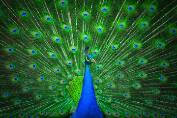 Fototapete Pfau Pfau Nahaufnahme mit blauem Hals  © photoprime