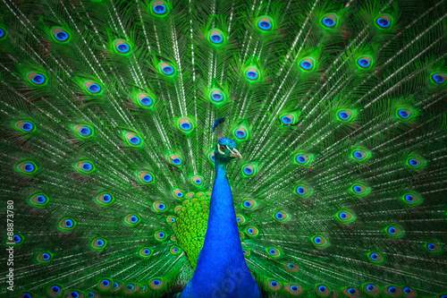 Portrait of beautiful peacock 