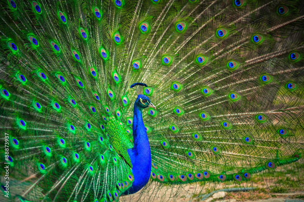 Obraz premium Portrait of beautiful peacock 