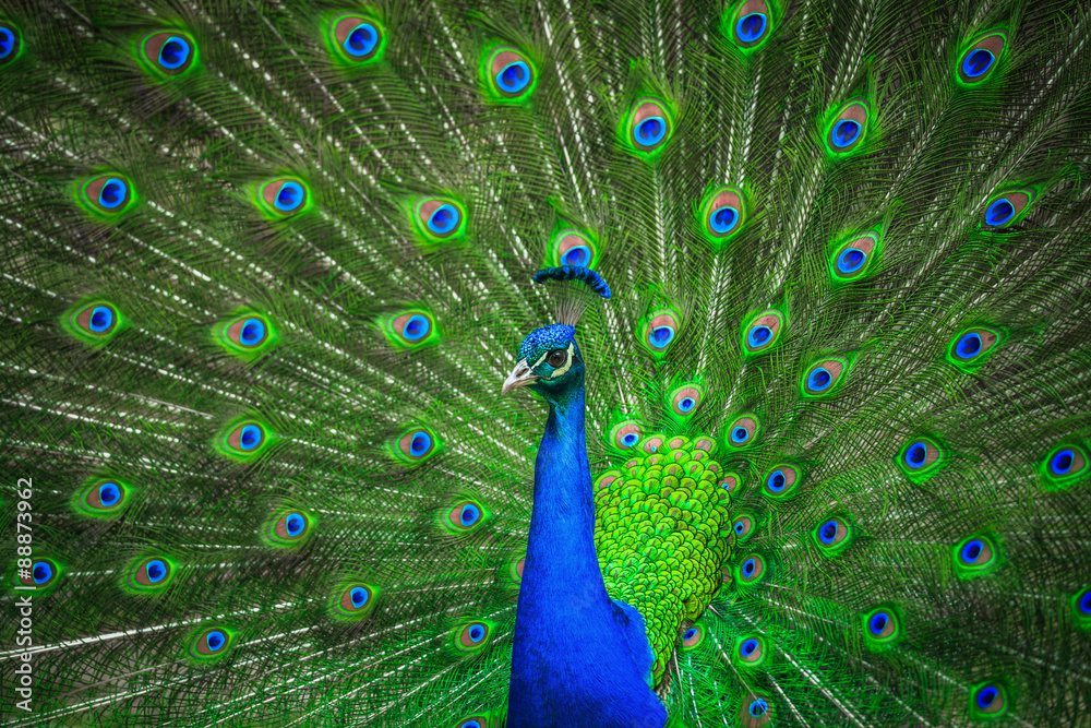Naklejka premium Portrait of beautiful peacock 