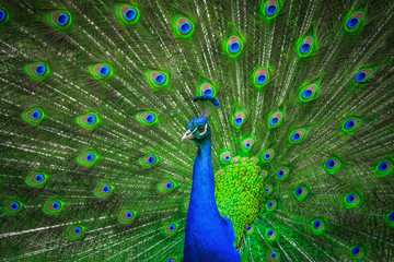 Fototapete Pfau Pfau Porträt mit blauer Krone  © photoprime