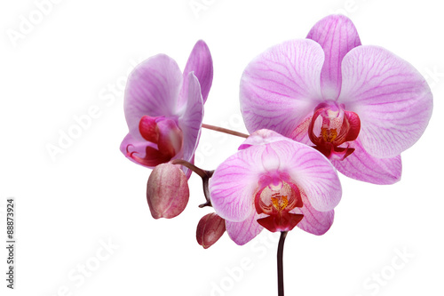 Pink orchid flower, isolated