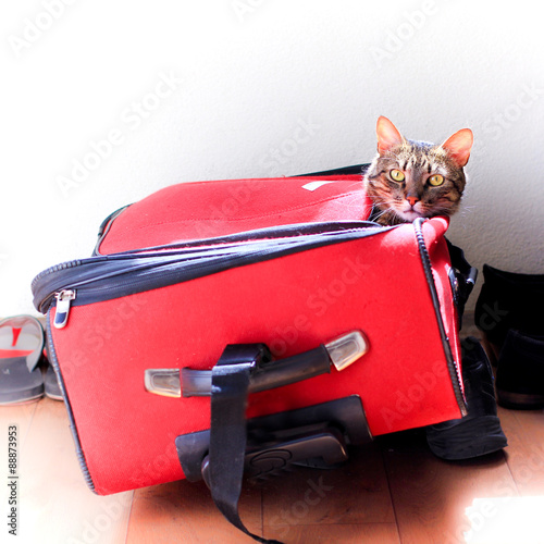 cat inside a suitecase ready for a trip photo