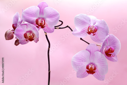 pink orchid flower