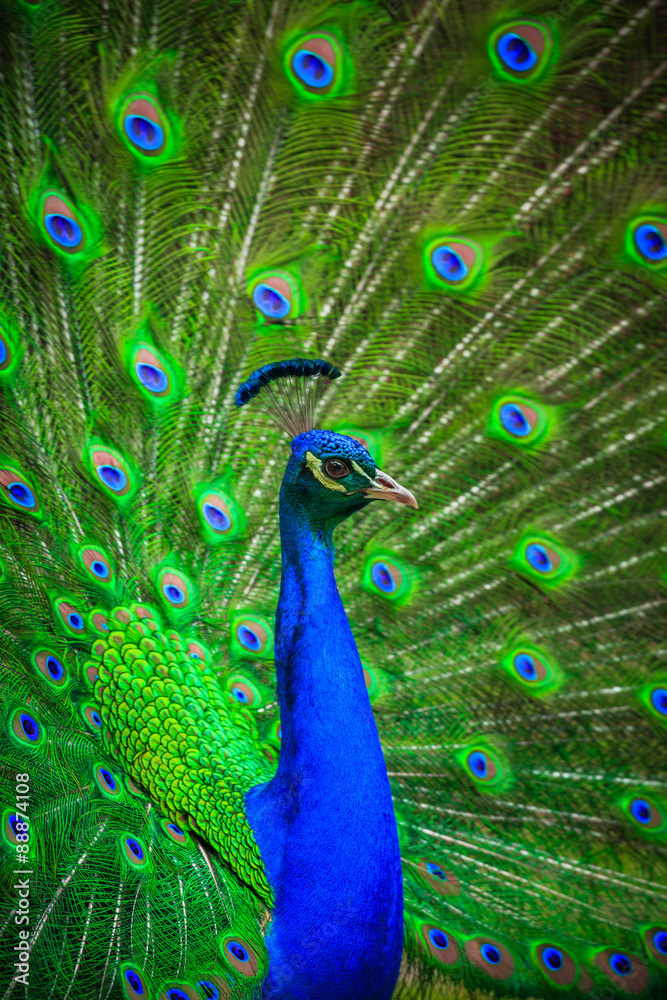Fototapeta premium Portrait of beautiful peacock 