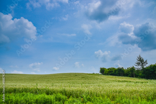 field in blue sky