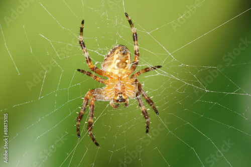 Garden Spider 