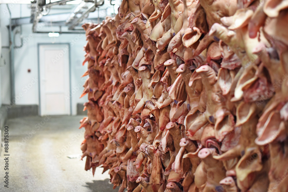 head pigs hanging on hooks in a meat factory head pigs hanging on hooks in a meat factory