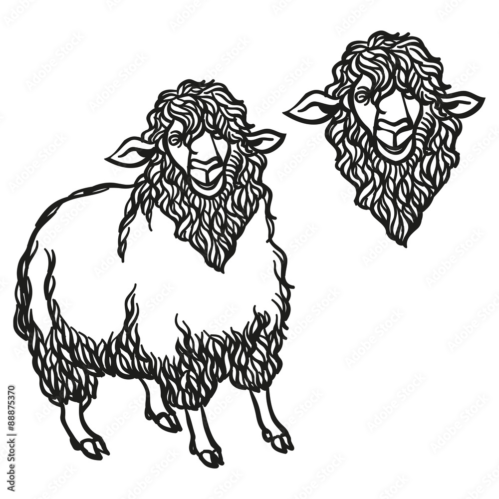 Obraz premium curly countour Sheep cartoon vector illustration