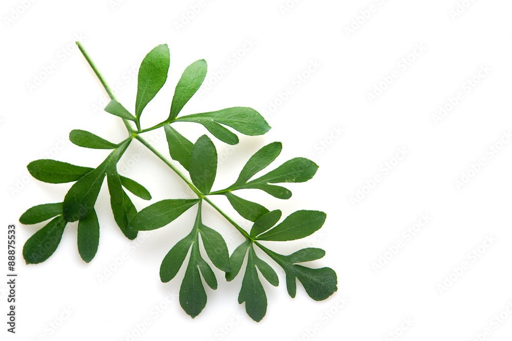Rue branch isolated on white Rue branch isolated on white