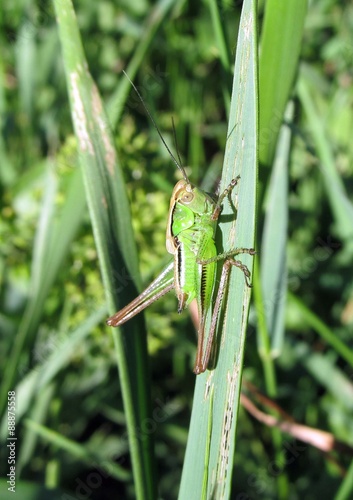 Green grasshopper sitting on a blade of grass. Vector stock photo.