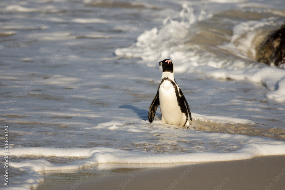 Naklejka premium African penguin on the beach