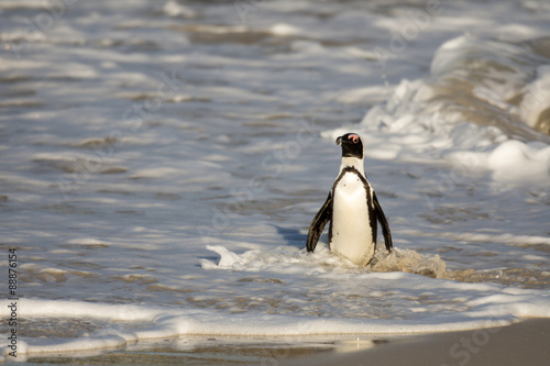 African penguin on the beach