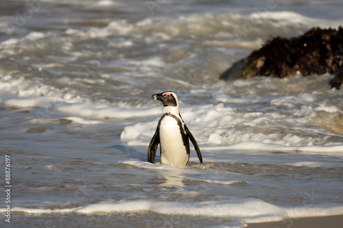 African penguin on the beach