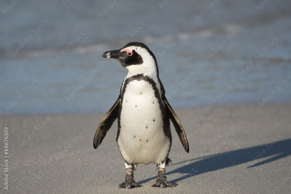 Naklejka premium African penguin on the beach