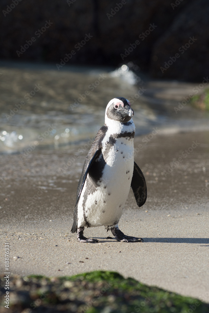 Fototapeta premium African penguin on the beach
