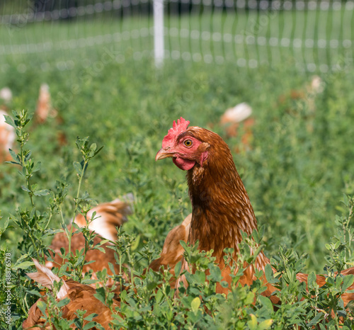 Red sex link chickens photo