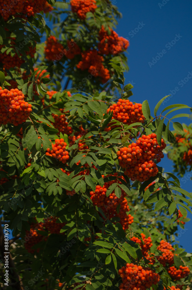 Obraz premium rowan tree