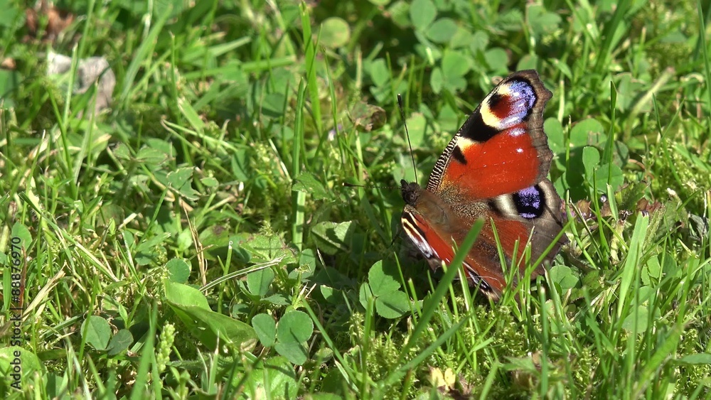 Butterfly European Peacock sitting on meadow Butterfly European Peacock sitting on meadow