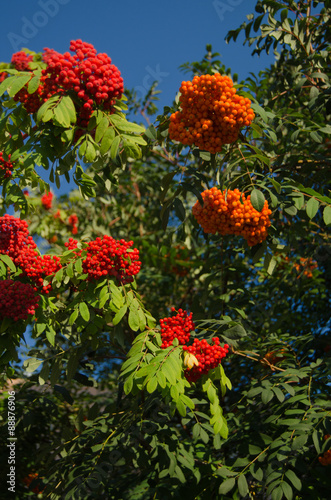 rowan tree