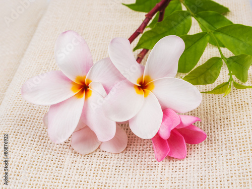 beautiful plumaria flowers on sack texture photo