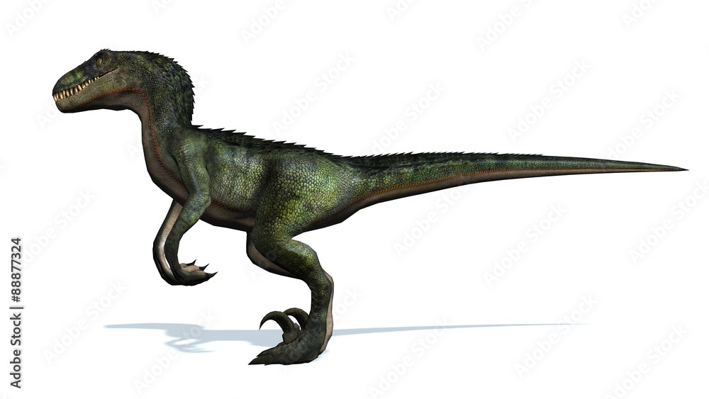 velociraptor dinosaurs - isolated on white background velociraptor dinosaurs - isolated on white background