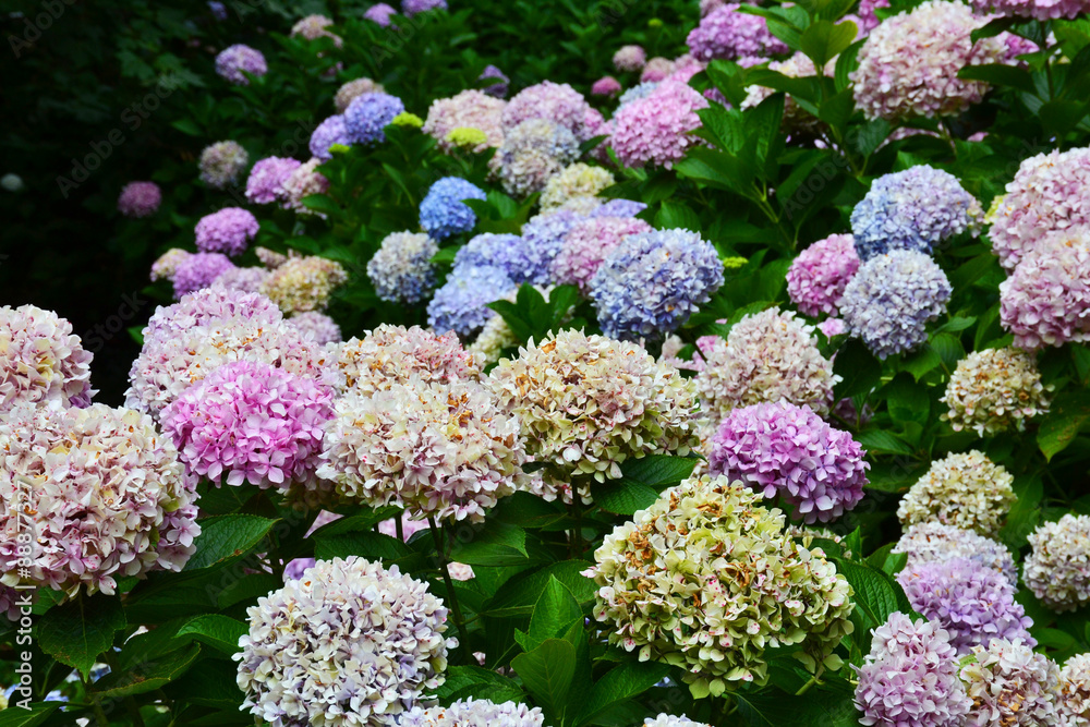 Hydrangea flower (Hydrangea macrophylla) in a garden Hydrangea flower (Hydrangea macrophylla) in a garden