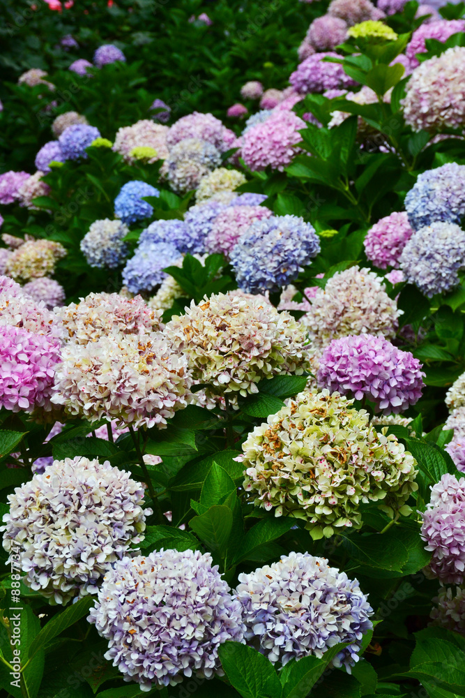 Hydrangea flower (Hydrangea macrophylla) in a garden Hydrangea flower (Hydrangea macrophylla) in a garden