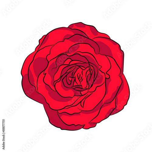 red rose carnation flower vector