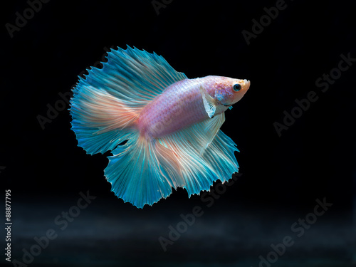 Obraz na płótnie siam fighting fish on black, betta fish