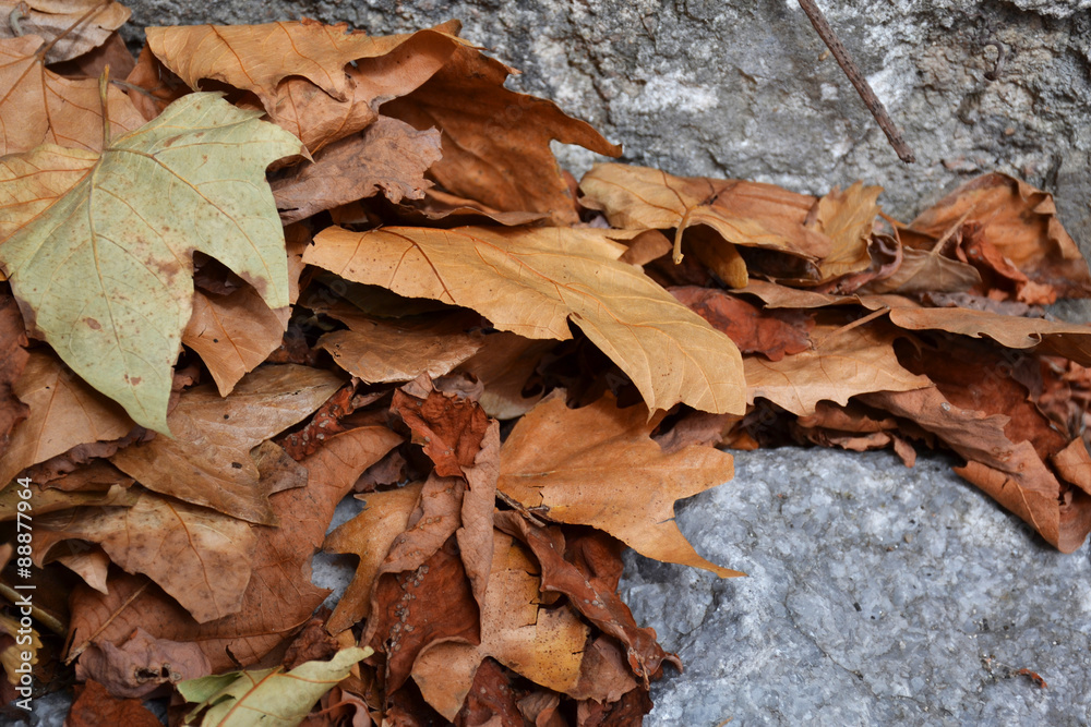 Fallen leaves