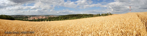 Panorama cornfield