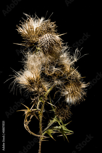 Dry thistle on black background.