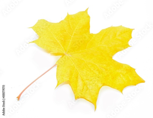 Autumn Acer pseudoplatanus leaf isolated on white background