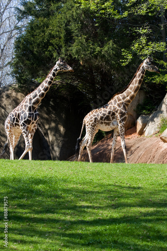 Canvas Print Giraffes
