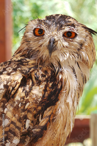 Owl portrait with big orange eyes - Bubo virginianus subarcticus. photo