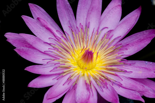 Purple Water Lily