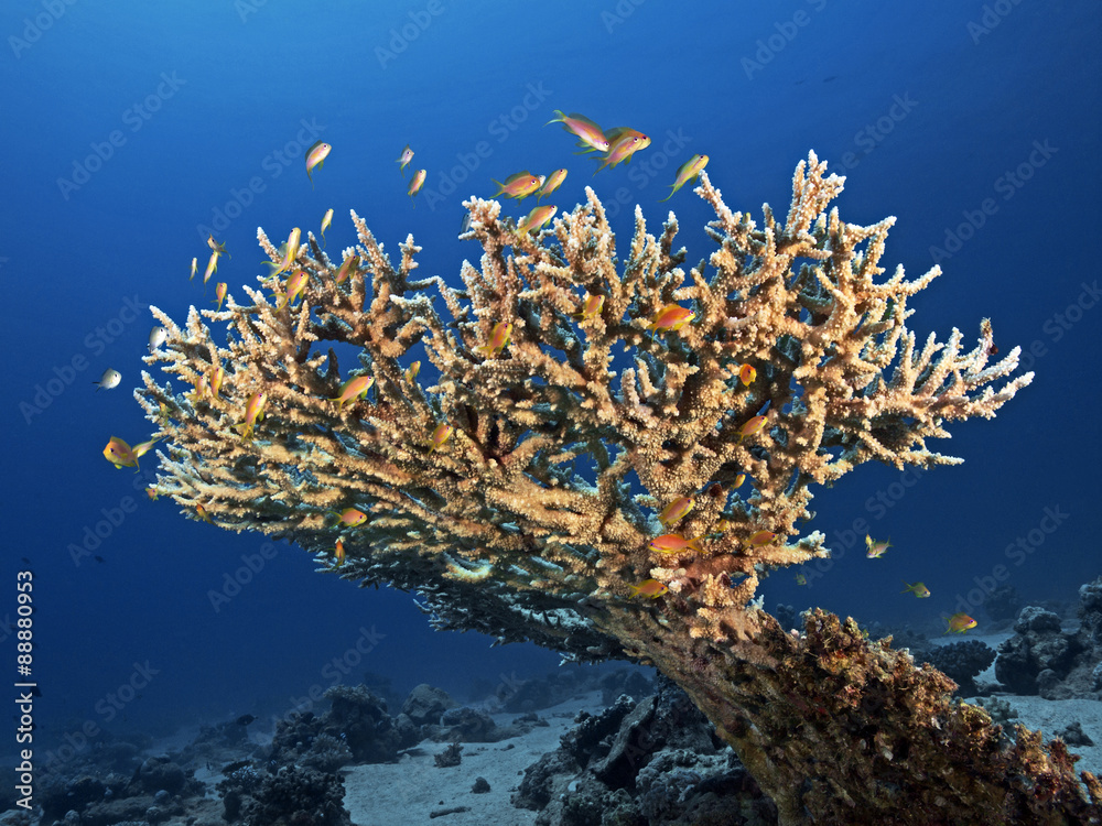 Obraz premium Staghorn Coral, Hirschgeweih Koralle (Acropora cervicornis)