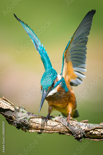 Kingfisher about to Dive © ianemarshall
