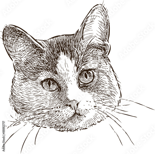 head of a domestic cat