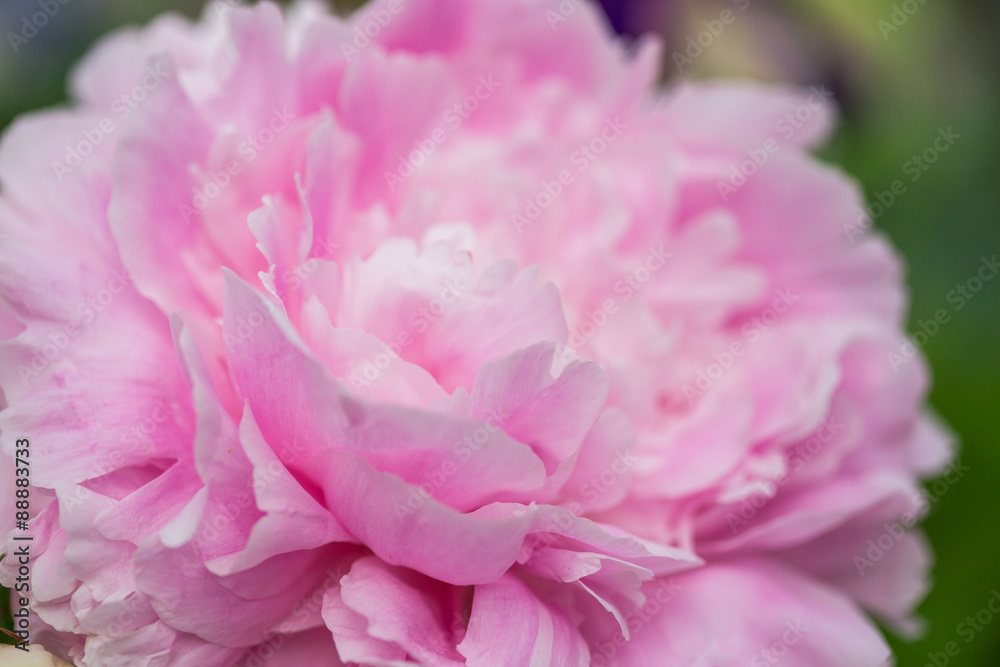 Peony flower Peony flower