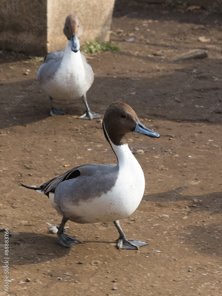 Fototapeta premium bird duck