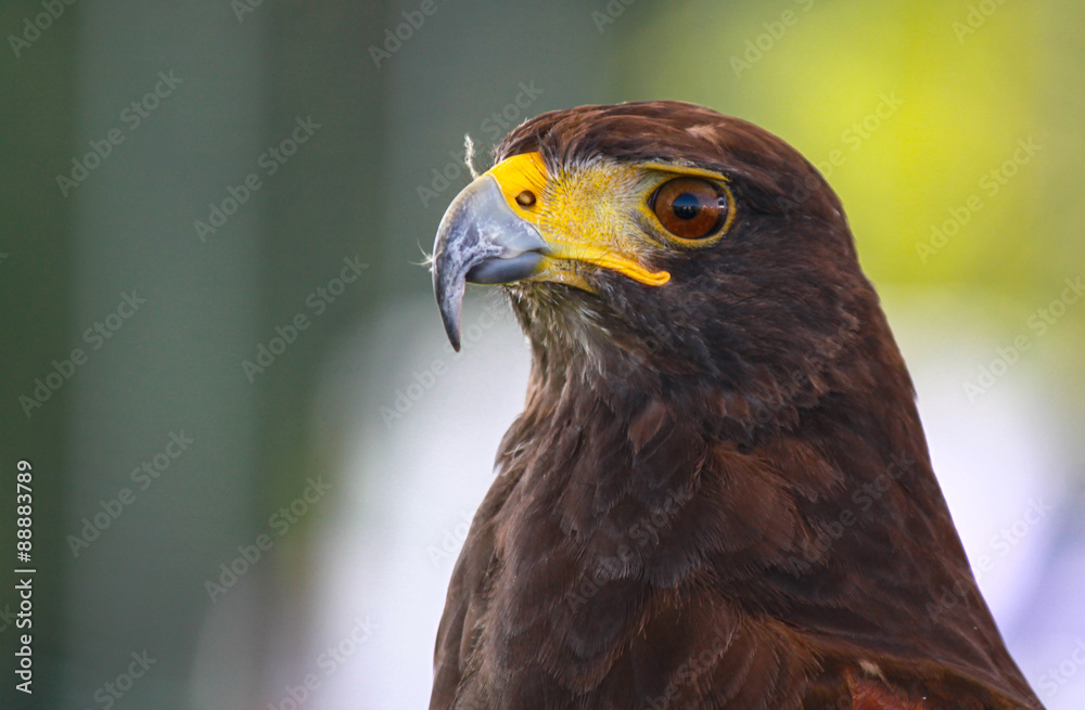 falcon falcon
