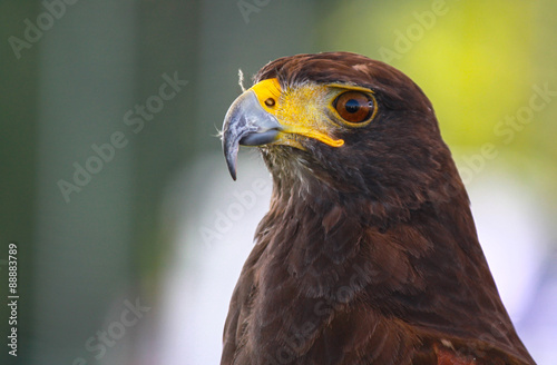 falcon